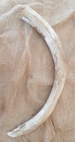 cios mamuta z Odkrywki Kleszczów